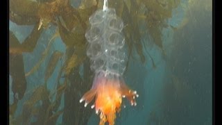 Siphonophores colonial jellyfish [upl. by Sundin]