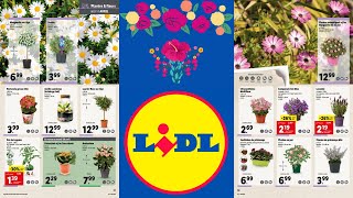 ARRIVAGE LIDL PLANTES amp FLEURS  14 AVRIL 2021 [upl. by Wiles]