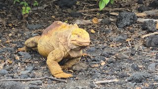 Celebrity Flora  Isabela Island  Galapagos  Land Iguana [upl. by Yotal]