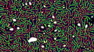 reaction diffusion experiment pr test 01 prs 019  bubbles and noodles [upl. by Sessilu289]