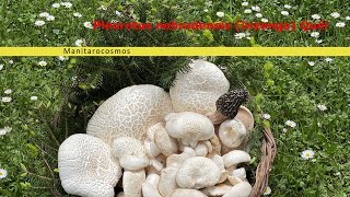 THE LEGEND OF WILD MUSHROOMS “PLEUROTUS NEBRODENSIS “ [upl. by Uund]