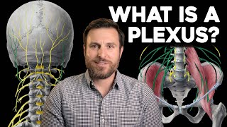 What is a Plexus  Corporis [upl. by Cedric]