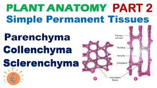 Plant Anatomy 2  Parenchyma  Collenchyma  Sclerenchyma  Simple Permanent Tissues [upl. by Selrahc]