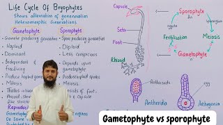 Division bryophyta  Gametophyte and sporophyte in bryophyte [upl. by Dagnah]