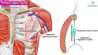 Fascia of Pectoral region Pectoral Fascia amp Clavipectoral Fascia An Animated Video [upl. by Ulrika]