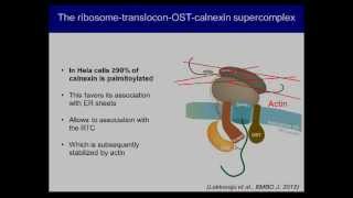 Palmitoylation in the endoplasmic reticulum by Gisou van der Goot [upl. by Ly836]