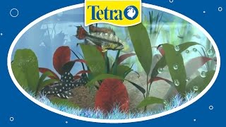 Sauberes Aquarium Das Tetra Care System [upl. by Flagler518]