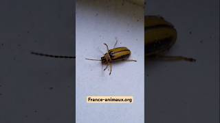 Xanthogaleruca luteola  Chrysomelidae  Galéruque de lorme Coleoptera [upl. by Anavas230]