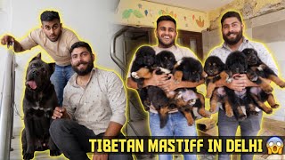 He has Tibetan Mastiff Cane Corso amp Cows at His Home in Gurgaon 😱Puppy Giveaway [upl. by Ynoffit109]