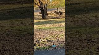 Happy Together Deer amp Cat feral stray doe [upl. by Ciaphus]