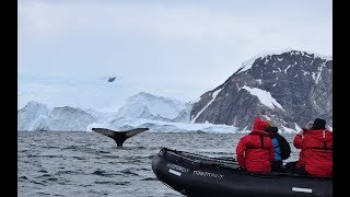 L’ANTARTIDE viaggio video blog  Episodio 5  FAUNA ANTARTICA  NON C’È UN PIANETA B  tado° [upl. by Etnaud]