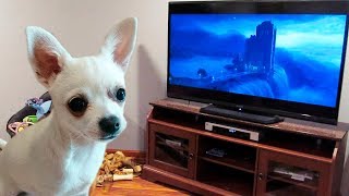 My dog howling to a German shepherd howling with wolves from Zootopia♥ [upl. by Ire]