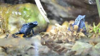 dendrobates tinctorius azureus [upl. by Langill]