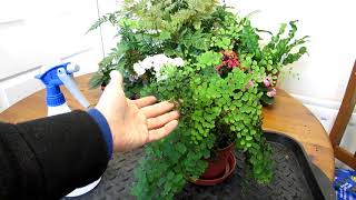 How to save an Adiantum Maidenhair Fern that has been left too dry [upl. by Dranyl368]