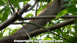 Large Ants in Tree in Philippines [upl. by Rafe]