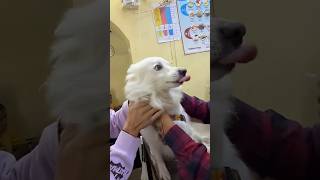 souravjoshivlogs funny vlog vlogs shorts umeshprajapativlogs🙀🐕🐩🐶 [upl. by Odawa411]