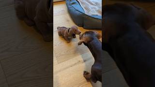 Dachshund Theo meets his lookalike 🐕sausagedog dachshund wienerdog dackel [upl. by Anitsyrhk97]