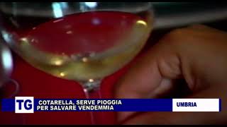 COTARELLA quotSERVE PIOGGIA PER SALVARE LA VENDEMMIA IN UMBRIAquot [upl. by Nylodnarb]