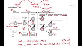 First Aid for the USMLE Step 1 IMMUNOLOGY  05  Positive and negative selection of T cells [upl. by Kcirtap]