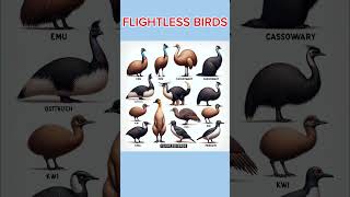 FLIGHTLESS BIRDS Name for kidskidslearningbyaashi kids kidsvideo kidslearning [upl. by Geilich]