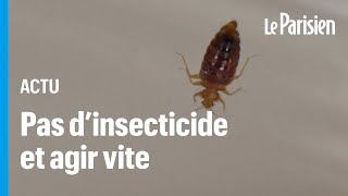 Punaises de lit  « En une matinée on peut décontaminer sa chambre » assure un parasitologue [upl. by Roanne]