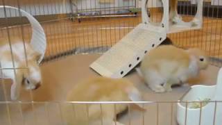 うさぎの赤ちゃん達のサークル遊び 4 Weeks Old  Baby Holland Lop Bunnies [upl. by Romonda]