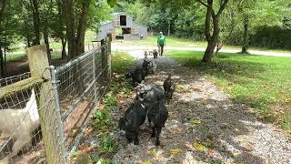 Moving Pygmy Goats to a new pasture goat farming animals [upl. by Dietrich]