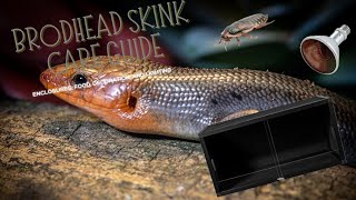 Broadhead Skink Care Guide [upl. by Nnairahs123]