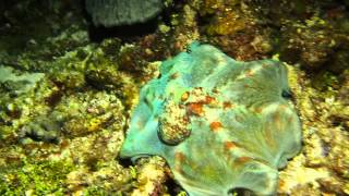 Caribbean Reef Octopus [upl. by Novek]