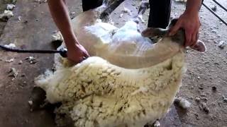 Sheep shearing  Bowen Technique [upl. by Meagher]