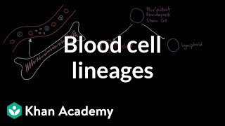 Blood cell lineages  Immune system physiology  NCLEXRN  Khan Academy [upl. by Adnolat]