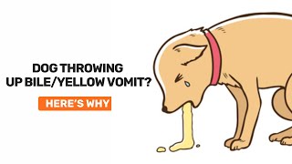 Why is my dog vomiting up yellow foam [upl. by Aenneea168]