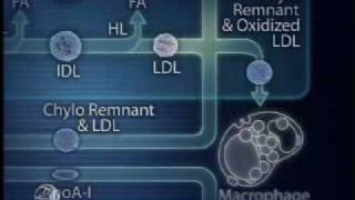 Physiology of Lipoprotein Metabolism [upl. by Dodwell]