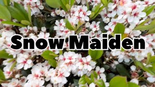 SNOW MAIDEN PLANT  FLOWERING PLANTS beautifulflowers beautifulmelbourne [upl. by Sej]