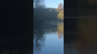 Bear Crossing Humptulips River September 2018 [upl. by Llednor]