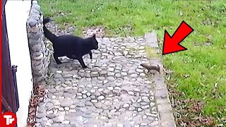 Look What Happened When This Weasel Attacked Cat [upl. by Anifled73]