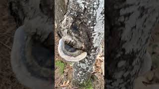 Some gorgeous polypore fungi fungus on pine in spring in novasoctia [upl. by Aeriela]