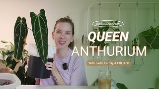 Anthurium Warocqueanum Care  Moving my Queen Anthurium to a DIY SelfWatering planter [upl. by Hatti221]