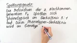 VERERBUNGSREGELN  2 UND 3 MENDELSCHE REGEL  Biologie  Genetik und Entwicklungsbiologie [upl. by Aaronson879]