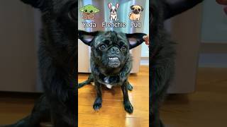 dog pug [upl. by Mitch]