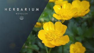 Ranunculus repens  Creeping Buttercup [upl. by Lletniuq155]