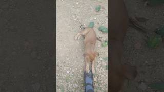 Inse vi pyaar kro 😍streetdog doglover trending shorts cute cutepuppy [upl. by Allisirp]