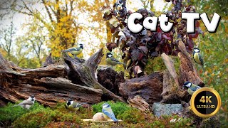 Cat TV for Cats to Watch 🐈  SO MANY BIRDS🐦‍⬛ 4K [upl. by Ettesel528]