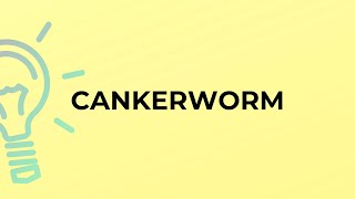 What is the meaning of the word CANKERWORM [upl. by Niryt481]