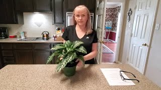 HOW TO TAKE CARE OF A ZEBRA PLANT quotAPHELANDRA SQUARROSAquot [upl. by Templia]