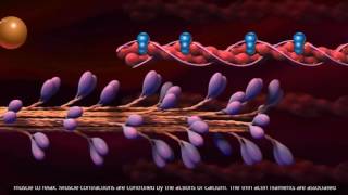 Muscle Contraction  Cross Bridge Cycle [upl. by Inge]