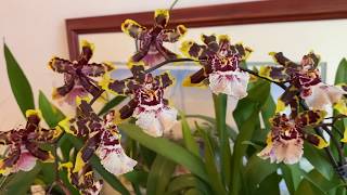 Growing Oncidium type orchids in Water [upl. by Ibbed]