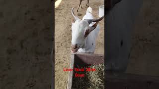 Liver Tonic veterinary viralshort viralvideo trending babygoats modi cow animals farm farm [upl. by Dnyletak667]