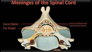 Neuroanatomy decussations commissures spinal tracts upper amp lower motor neurones [upl. by Nerahs]