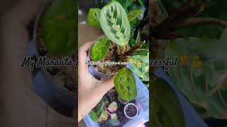 Marantaprayerplant maranta balcony nature birdsnatureplants houseplants rareplants garden [upl. by Lib]